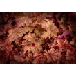 Kép 2/4 - Heuchera 'Peachberry Ice' – Tűzeső