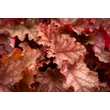 Kép 3/4 - Heuchera 'Peachberry Ice' – Tűzeső