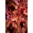 Kép 1/4 - Heuchera 'Peachberry Ice' – Tűzeső
