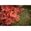 Kép 4/4 - Heuchera 'Peachberry Ice' – Tűzeső