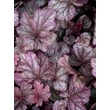 Kép 3/3 - Heuchera 'Pink Panther' – Tűzeső - képek rendelés vásárlás a Megyeri Szabolcs Kertészeti webáruházban.