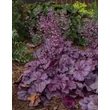 Kép 1/3 - Heuchera 'Pink Panther' – Tűzeső