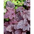 Kép 1/2 - Heuchera 'Plum Pudding®' - Tűzeső