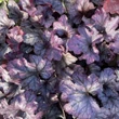 Kép 1/2 - Heuchera 'Plum Royal' - Tűzeső (lila-bordó)