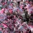 Kép 1/3 - Heuchera 'Rex Fire' – Tűzeső