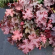 Kép 3/3 - Heuchera 'Rex Fire' – Tűzeső
