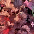 Kép 2/3 - Heuchera 'Rio' – Tűzeső
