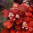 Kép 3/3 - Heuchera 'Rio' – Tűzeső