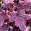 Kép 1/2 - Heuchera 'Royal Ruby' – Tűzeső