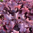 Kép 2/2 - Heuchera 'Royal Ruby' – Tűzeső