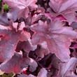 Kép 3/6 - Heuchera 'Royal Ruby' – Tűzeső
