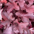 Kép 4/6 - Heuchera 'Royal Ruby' – Tűzeső