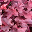 Kép 5/6 - Heuchera 'Royal Ruby' – Tűzeső
