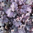 Kép 2/7 - Heuchera 'Sanghai' – Tűzeső