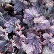 Kép 4/7 - Heuchera 'Sanghai' – Tűzeső