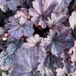 Kép 6/7 - Heuchera 'Sanghai' – Tűzeső
