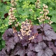 Kép 5/7 - Heuchera 'Sanghai' – Tűzeső