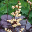 Kép 7/7 - Heuchera 'Sanghai' – Tűzeső