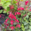 Kép 1/2 - Heuchera sanguinea 'Coral Forest' - Vérvörös tűzeső (zöld lomb, piros virág)
