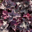Kép 2/5 - Heuchera 'Season's King' – Tűzeső