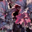 Kép 3/5 - Heuchera 'Season's King' – Tűzeső