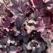 Kép 4/5 - Heuchera 'Season's King' – Tűzeső