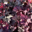 Kép 5/5 - Heuchera 'Season's King' – Tűzeső