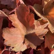 Kép 2/3 - Heuchera 'Southern Comfort' – Tűzeső