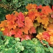 Kép 1/3 - Heuchera 'Southern Comfort' – Tűzeső