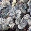Kép 2/7 - Heuchera 'Sugar Frosting' – Tűzeső
