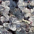 Kép 4/7 - Heuchera 'Sugar Frosting' – Tűzeső