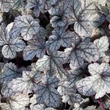 Kép 5/7 - Heuchera 'Sugar Frosting' – Tűzeső