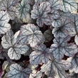 Kép 6/7 - Heuchera 'Sugar Frosting' – Tűzeső