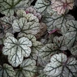 Kép 3/7 - Heuchera 'Sugar Frosting' – Tűzeső