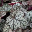 Kép 1/7 - Heuchera 'Sugar Frosting' – Tűzeső