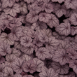 Kép 1/2 - Heuchera 'Sugar Plum' - Tűzeső