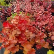 Kép 1/6 - Heuchera 'Timeless Orange' – Tűzeső