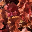 Kép 2/6 - Heuchera 'Timeless Orange' – Tűzeső