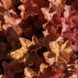 Kép 3/6 - Heuchera 'Timeless Orange' – Tűzeső