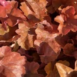 Kép 4/6 - Heuchera 'Timeless Orange' – Tűzeső