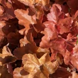 Kép 6/6 - Heuchera 'Timeless Orange' – Tűzeső