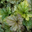 Kép 1/5 - Heuchera 'Topaz Jazz' – Tűzeső
