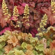 Kép 3/5 - Heuchera 'Topaz Jazz' – Tűzeső