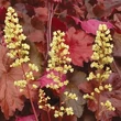 Kép 4/8 - Heuchera 'Topaz Jazz' – Tűzeső