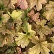 Kép 6/8 - Heuchera 'Topaz Jazz' – Tűzeső