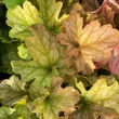 Kép 8/8 - Heuchera 'Topaz Jazz' – Tűzeső