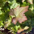 Kép 3/3 - Heuchera villosa 'Chantilly' – Tűzeső