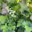 Kép 2/3 - Heuchera villosa 'Chantilly' – Tűzeső