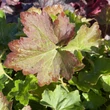 Kép 1/3 - Heuchera villosa 'Chantilly' – Tűzeső