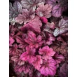 Kép 2/4 - Heuchera hybrid 'Wild Rose' – Tűzeső - képek rendelés vásárlás a Megyeri Szabolcs Kertészeti webáruházban.